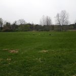 Green pasture with scattered grazing animals under an overcast sky, bordered by trees.