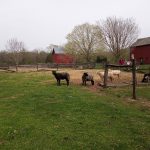 Cows graze in a grassy field near red barns and trees on an overcast day.