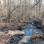 Stream flowing through a sparse, wintry forest with rocky banks.