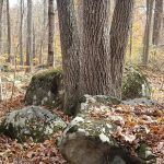 Mossy rocks surround the base of a large, textured tree in a sparse forest setting.
