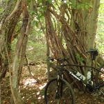 Mountain bike parked near a large, mossy tree in a sun-dappled forest.
