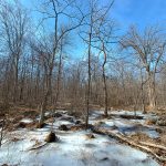 Bare trees and patchy snow cover a woodland landscape under a bright blue sky.