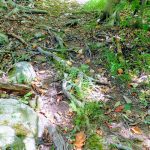Forest floor covered in fallen leaves, mossy rocks, and tangled branches.