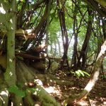 Dense, mossy forest with tangled roots and dappled sunlight filtering through the canopy.