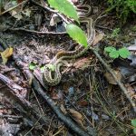 Snake winding through damp, leaf-covered forest floor debris.