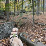 Golden retriever walking on a wooded trail with rocks and autumn leaves.
