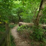 Wooded trail winding through lush green forest with fallen logs and trees.