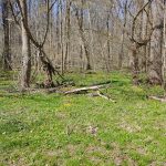 Spring woodland scene with green grass, yellow wildflowers, and bare trees.