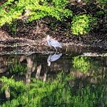 Blue heron wading in still water beneath lush green forest canopy.