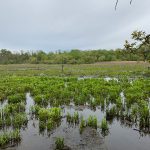 Wetland marsh with green vegetation and muddy water under an overcast sky.
