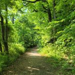 Sunlit dirt path winding through a lush, green forest canopy.