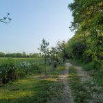 Dirt path through a grassy field bordered by trees and crops under a clear sky.