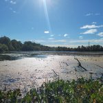 Sunlit lake with lily pads and distant tree line under a bright blue sky.
