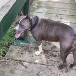 Grey dog standing on a wooden outdoor deck with green railings.