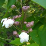 Cluster of cotton-like seed pods and white flowers on a green plant in the outdoors.