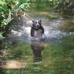 Dog swimming in a clear, shaded stream surrounded by lush green foliage.
