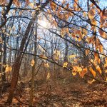 Autumn woods scene with sun filtering through bare and golden leaves.