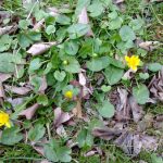 Yellow wildflowers bloom among green clover and brown fallen leaves on the ground.