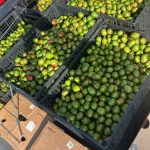 Crates overflowing with fresh green avocados stacked outdoors for sale.