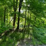 Sunlit forest path winding through lush green trees and undergrowth on a bright day.