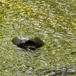 Dark object submerged in rippling, yellowish-green water.