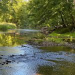 Winding river flowing through lush green forest under bright daylight.