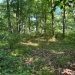 Dense green forest with sunlight filtering through the trees onto a wooded clearing.