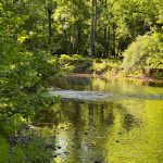 Lush green forest borders a calm, reflective river under bright daylight.