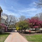 Springtime campus scene with blooming trees lining a brick walkway near modern buildings.