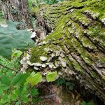 Moss-covered, decaying tree trunk in a lush, green forest setting.
