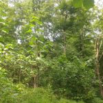 Lush, dense green forest canopy under bright daylight in a woodland setting.