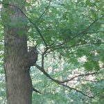 Raccoon climbing a large tree trunk in a lush, green forest setting.