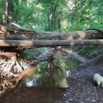 Log bridge spans a small creek in a lush, wooded forest setting.