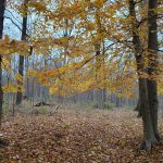Autumn forest scene with vibrant yellow leaves overhead and a carpet of fallen brown leaves on the ground.