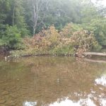 Small island with brush in a calm, tree-lined stream under bright daylight.