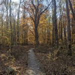Wooden boardwalk winding through a dense, autumnal forest with tall trees.