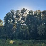 Sunlight filters through a dense forest canopy over an overgrown field.