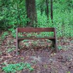 Wooden bench nestled in a lush, green forest clearing with dense undergrowth.
