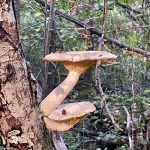 Fruiting body of a mushroom growing from a tree branch in a wooded area.