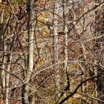 Dense, autumnal forest scene with bare branches and scattered yellow foliage.
