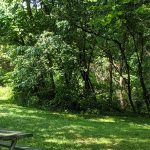 Lush green park scene with dappled sunlight filtering through dense trees and grass.