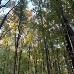 Tall, dense forest canopy with varied green and autumn foliage under a bright sky.