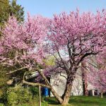 Pink cherry blossom tree in full bloom on a sunny spring day with green foliage.
