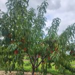 Flowering and fruiting tree with green leaves under a cloudy sky in an orchard setting.