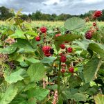 Red and black berries growing on lush green plants under a cloudy sky in a field.