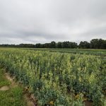 Rows of bright green crops with yellow flowers stretch across a cloudy agricultural field.