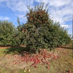 Apple orchard with a laden tree under a blue, cloudy sky.