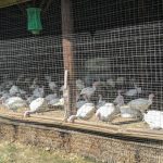 Flock of white chickens housed in a wire-fenced coop structure.