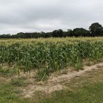 Corn field under an overcast sky with trees lining the horizon.