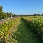 Lush flower borders line a grassy path under a clear blue sky.
